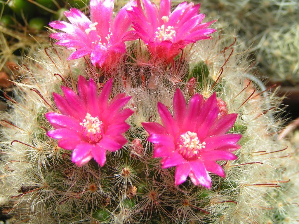 Mammillaria minichii